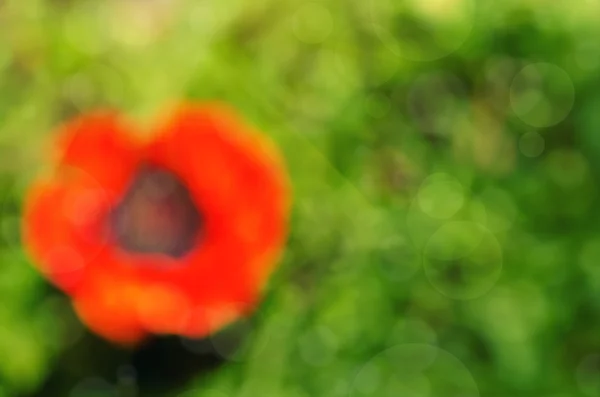 Абстрактный размытым фон с красный цветок мака. Расфокусированные СРП — стоковое фото