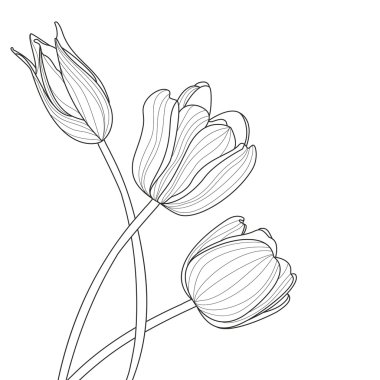 Güzel Lale çiçek hat illüstrasyon. Vektör soyut siyah