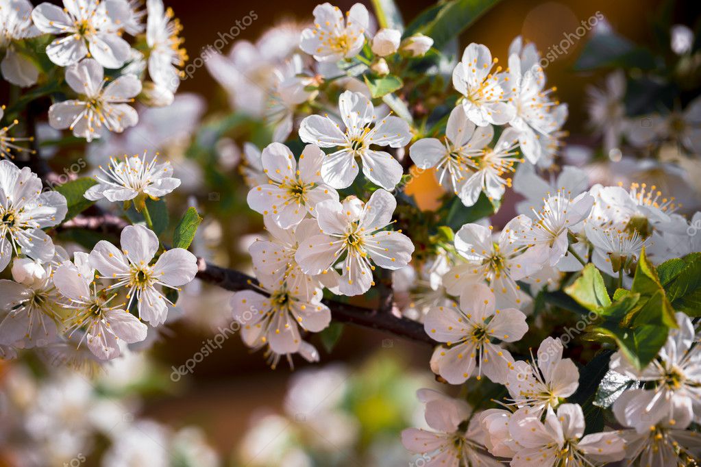 White small flowers on tree Stock Photo by ©littlekzaka@gmail.com 111206770