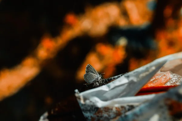 Macro colorato della farfalla — Foto Stock