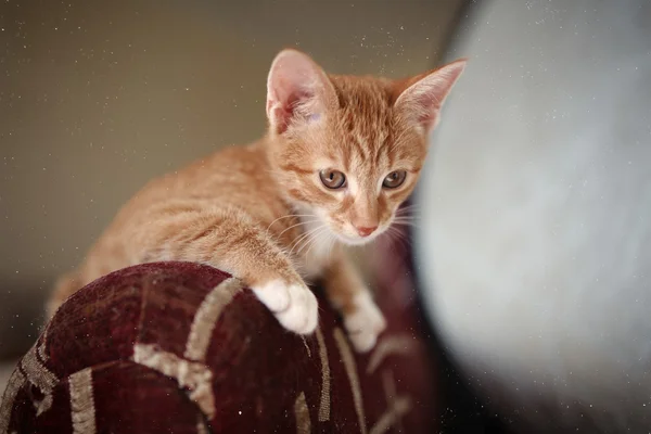 Little ginger kitten — Stock Photo, Image