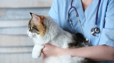 kedi doktor silah