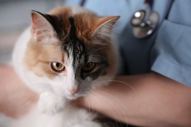 kedi doktor silah