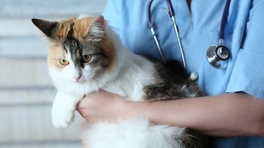 Veterenary bir kedi kollarında tutuyor