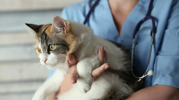Veterenary bir kedi kollarında tutuyor
