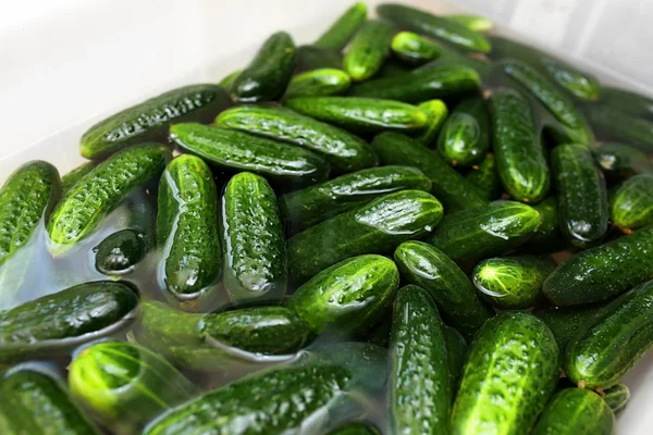 Some cucumbers on the plate — Stock Photo, Image