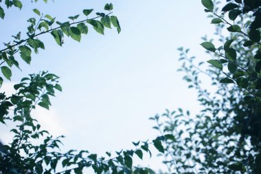 gökyüzü ve bitki örtüsü