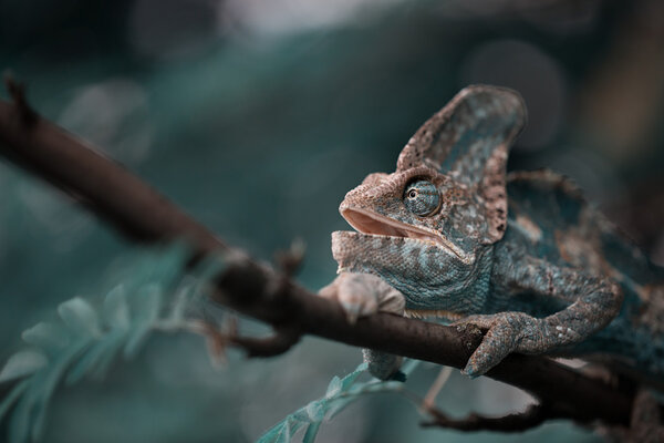 Yemeni chameleon on the branch