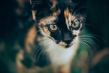 küçük zencefil yavru kedi Bahçe