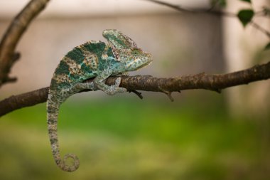 Yemeni chameleon on the branch clipart