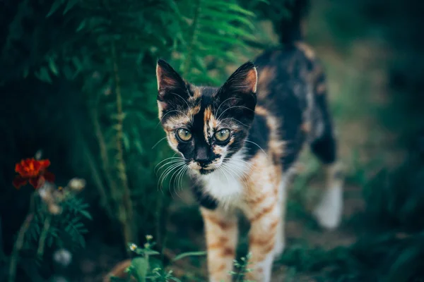 Pequeño jengibre gatito jardín — Foto de Stock