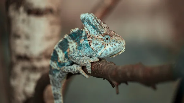 Caméléon yéménite sur la branche — Photo