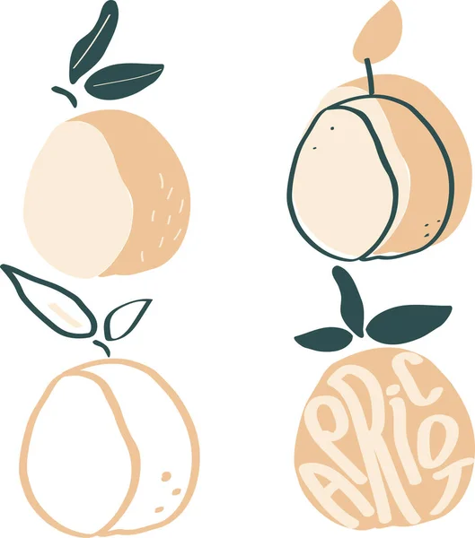 Kayısı bahçesi meyvesi modern düz vektör çizimi, baskı ve web tasarımı için basit ve minimalist kayısılar