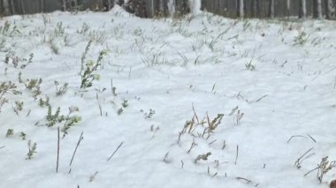 Kış ormanında kar fırtınası