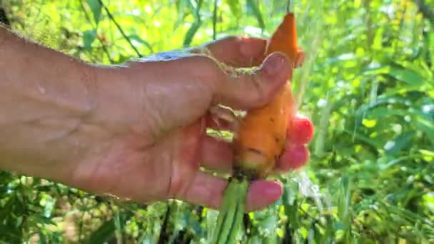 Un uomo lava le carote sotto una cascata con una mano — Video Stock