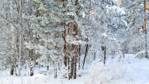 Paisagem florestal de inverno. Árvores cobertas de gelo em geada severa — Vídeo de Stock