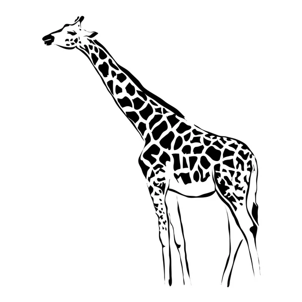 Контур векторного изображения жирафа. Can be used for logo — стоковый вектор