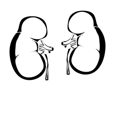 Anahat böbrekler insan iç organlarını vektör görüntü