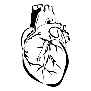 Anahat kalp insan iç organlarını vektör görüntü