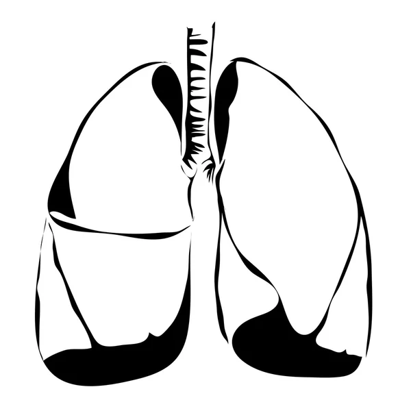 Anahat pulmones insan iç organlarını vektör görüntü