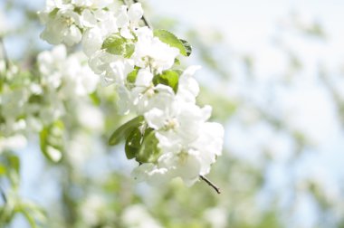 çiçek açan elma ağacı çiçek güzel bulanıklık etkisi ile