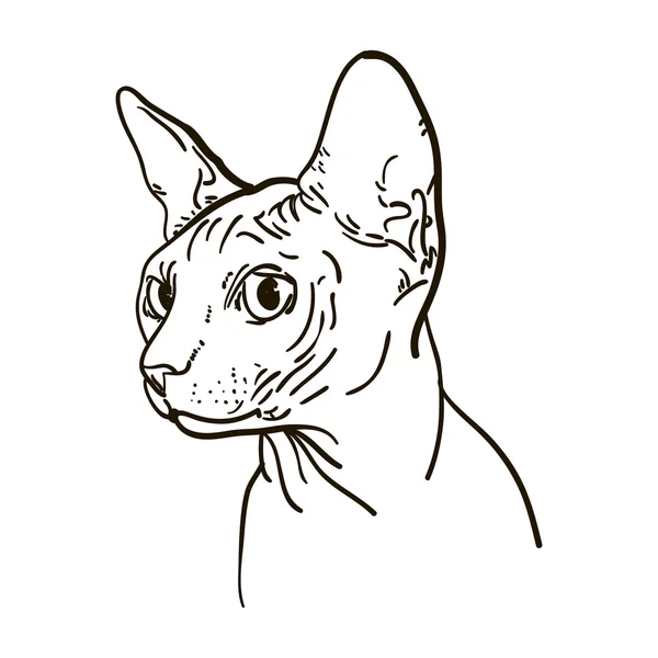 Skizzieren cat sphynx Vektor Illustration. kann für Logo verwendet werden und — Stockvektor