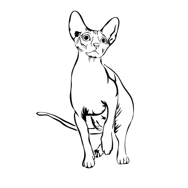 Kedi sphynx vektör çizim anahat. Logo kullanmak olabilir ve 