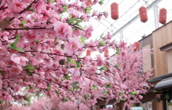 Beautiful pink Sakura flower blooming — Stock Photo, Image