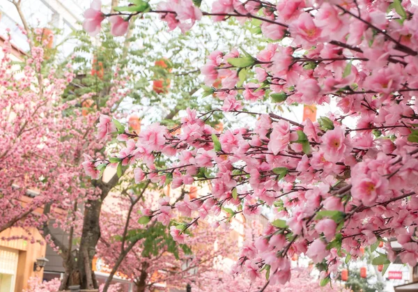 Красиві Сакура підннялося квітуче — стокове фото