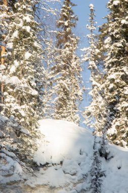 Rusya Doğa Rezervi, Arkhangelsk bölgesi Golubino.