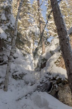 Rusya Doğa Rezervi, Arkhangelsk bölgesi Golubino.