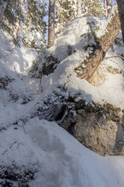 Rusya Doğa Rezervi, Arkhangelsk bölgesi Golubino.