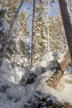 Rusya Doğa Rezervi, Arkhangelsk bölgesi Golubino.