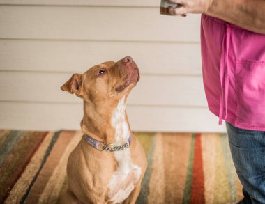Genç pitbull teriyeri, gönüllü barınaktan yiyecek bekleyen kurtarma köpeği.