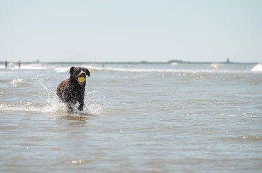 Scheveningen sahilinde çikolatalı labrador, Den Haag, Güney Hollanda, NL