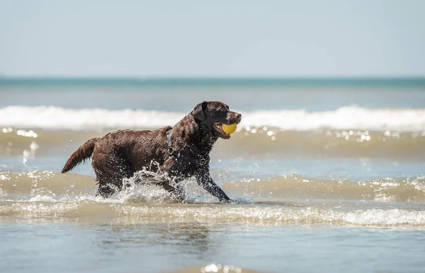 Chocolate labrador dog retrieving a yellow ball in the sea water