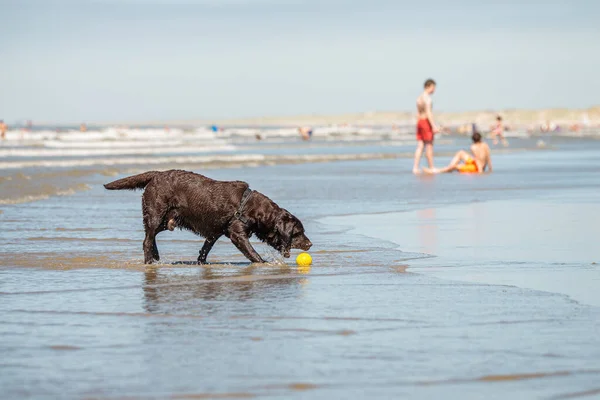Hund på sällskapsdjursvänlig strand, Scheveningen, Haag Nederländska kusten, NL — Stockfoto