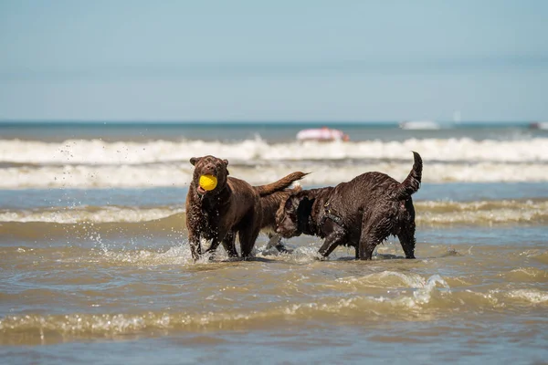 Två choklad labrador retriever valpar spelar i havet surfa — Stockfoto