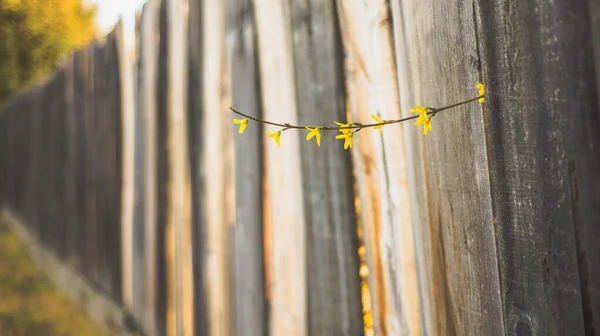 Ramita de flores amarillas asomándose a través de una valla de madera, concepto de resiliencia — Foto de Stock