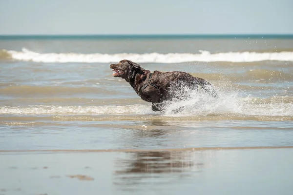 Cioccolato labrador running, Spiaggia di Scheveningen, Olanda meridionale, NL — Foto Stock