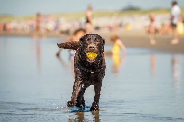 Mutlu genç labrador sahilde sarı topla oynuyor. — Stok fotoğraf