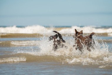 Okyanusta su sıçratan evcil köpekler, Scheveningen plajı, Hollanda, NL