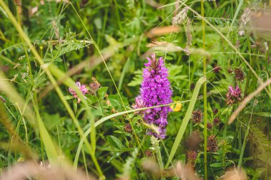 Dactylorhiza maculata namı diğer Hollanda çayırlarında açan benekli orkide.