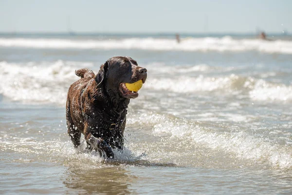 Retrato de ação de feliz labrador de chocolate retriever cão na praia — Fotografia de Stock