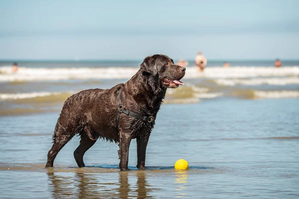 Porträtt av våt labrador retriever hund på stranden, med kopia utrymme — Stockfoto