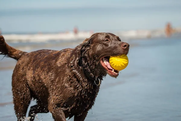Labrador retriever hund hämta en gul plast boll på stranden — Stockfoto