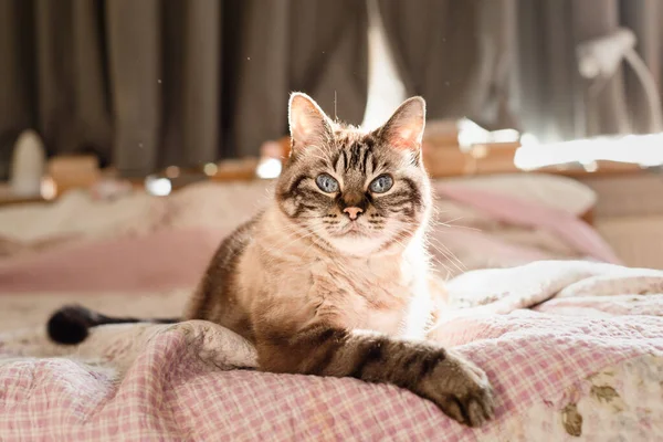 Partículas Dander flutuando em torno de gato, conceito de alergia animal de estimação, espaço de cópia — Fotografia de Stock