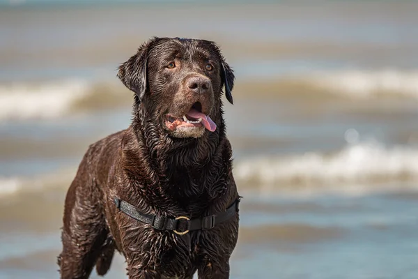 Außenporträt eines Schoko-Labradors am Strand von Scheveningen, Holland — Stockfoto