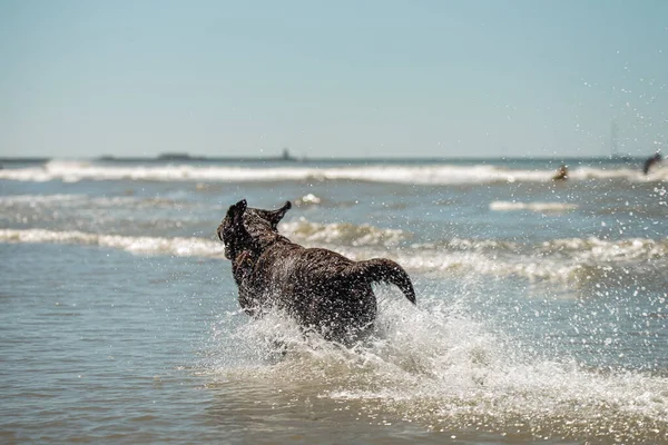 Happy chocolate labrador retriever running and splashing in the ocean — Stock Photo, Image