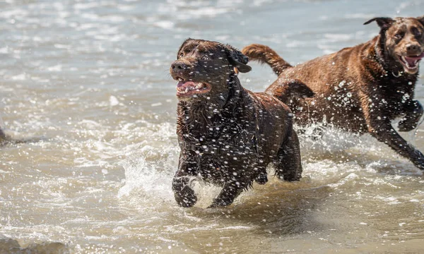 Çikolata labrador av köpekleri deniz kenarında eğleniyor. — Stok fotoğraf